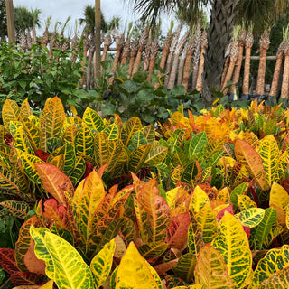 Assorted Crotons