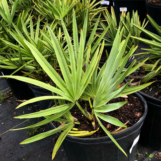 Green Saw Palmetto