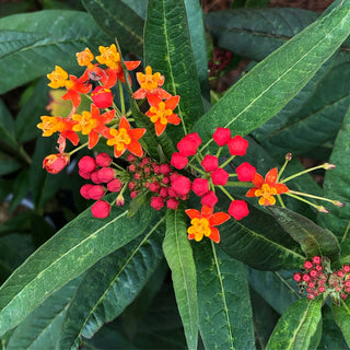 Asclepias Red Butterfly