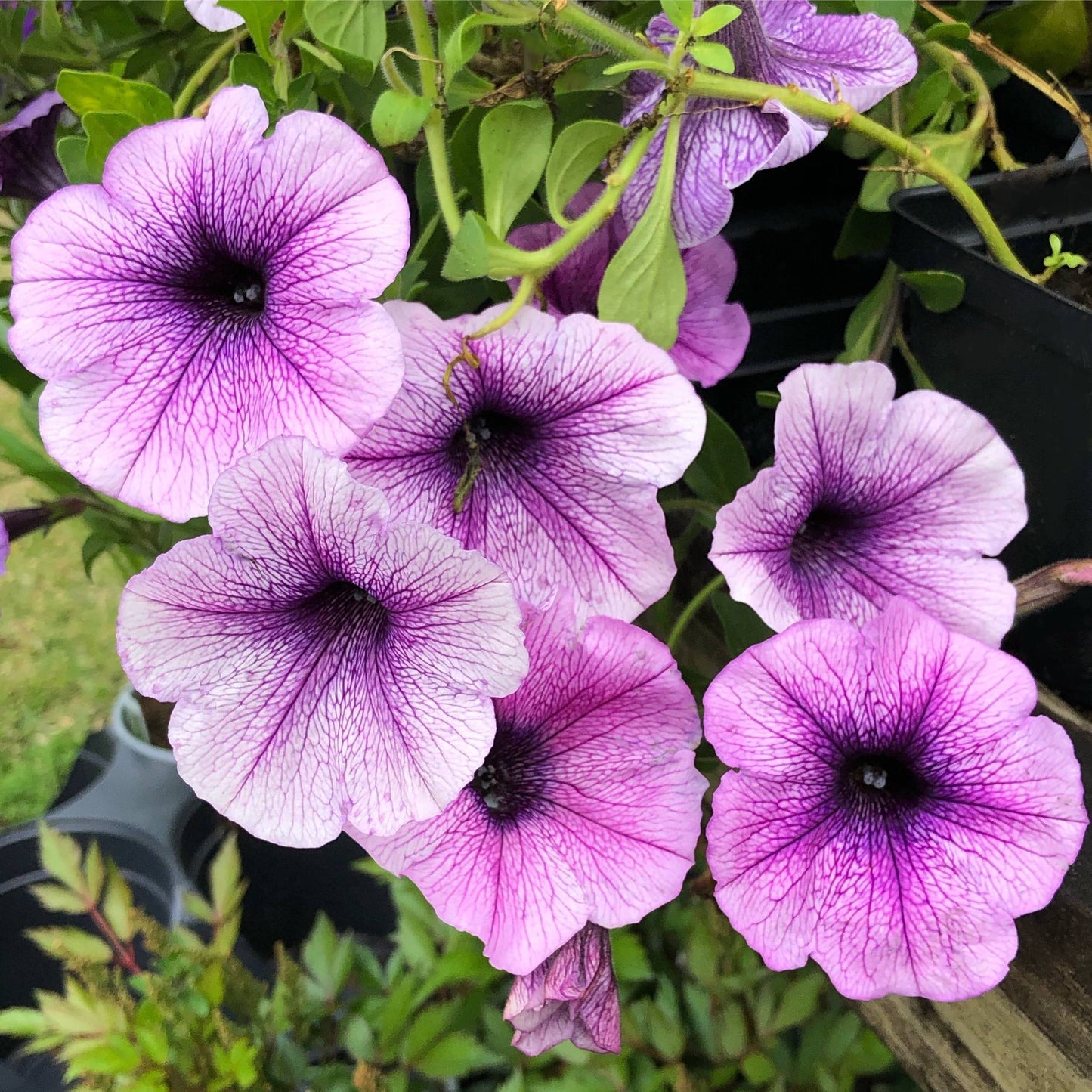 Petunia Easy Wave Plum Vein 4