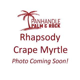 Rhapsody Crape Myrtle