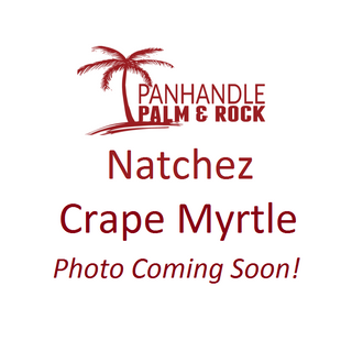 Natchez Crape Myrtle