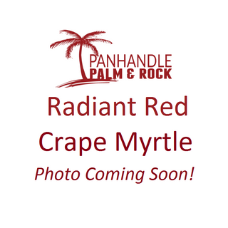 Black Diamond® Radiant Red Crape Myrtle