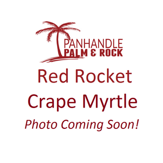 Red Rocket Crape Myrtle