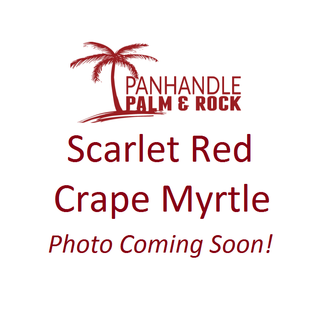 Scarlet Crape Myrtle