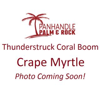 Thunderstruck™ Coral Boom™ Crape Myrtle