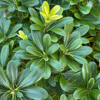 Wheeler's Dwarf Pittosporum