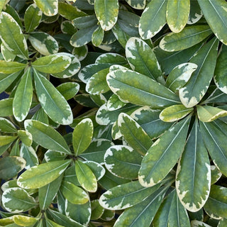 Mojo® Pittosporum