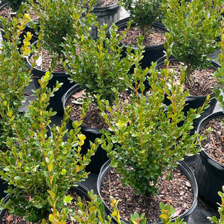 Wintergreen Boxwood