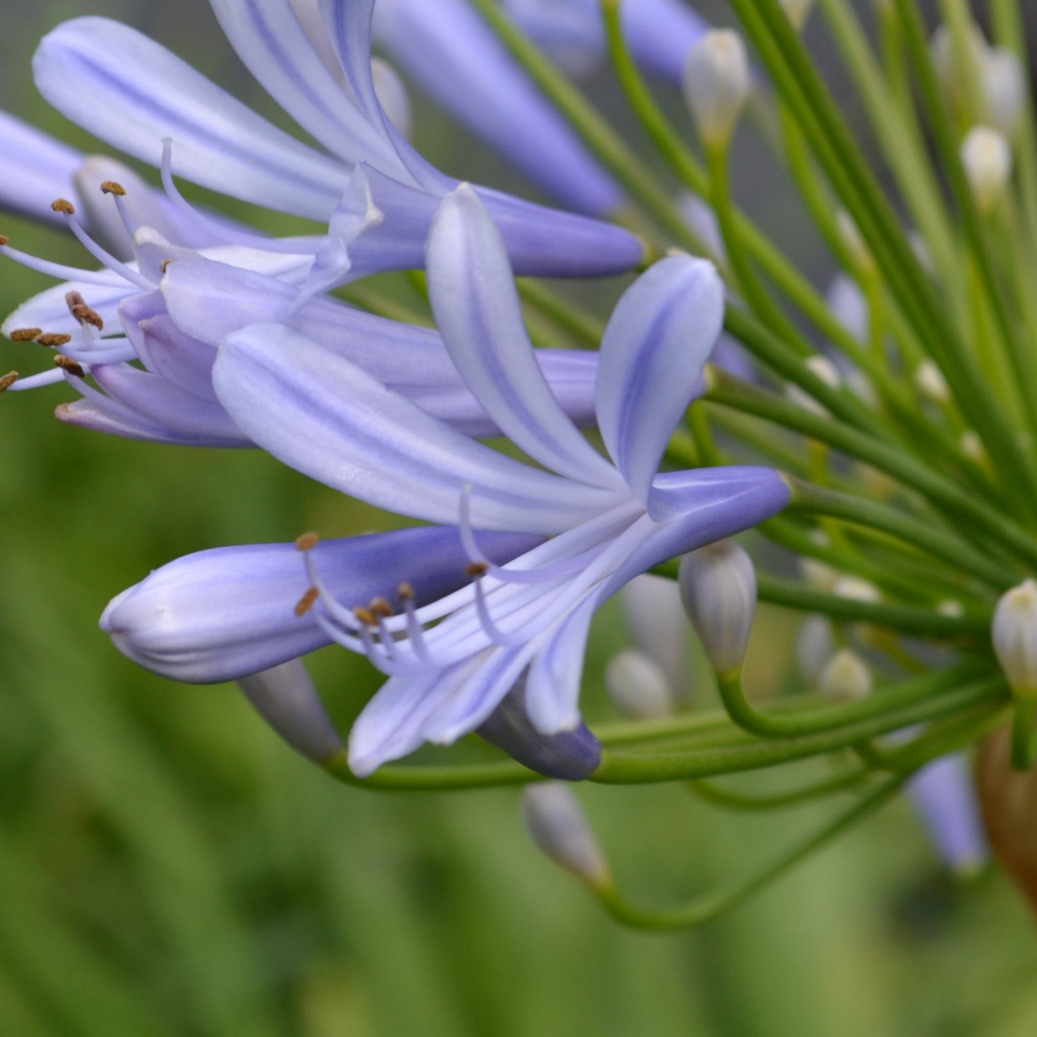 nile lily flower Agapanthus Lily of the Nile – Panhandle Palm & Rock