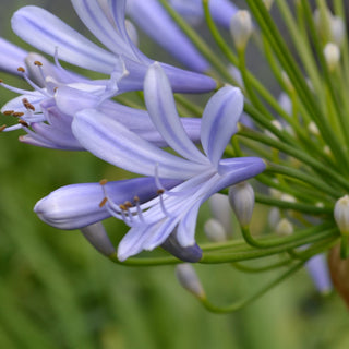 Agapanthus Lily of the Nile