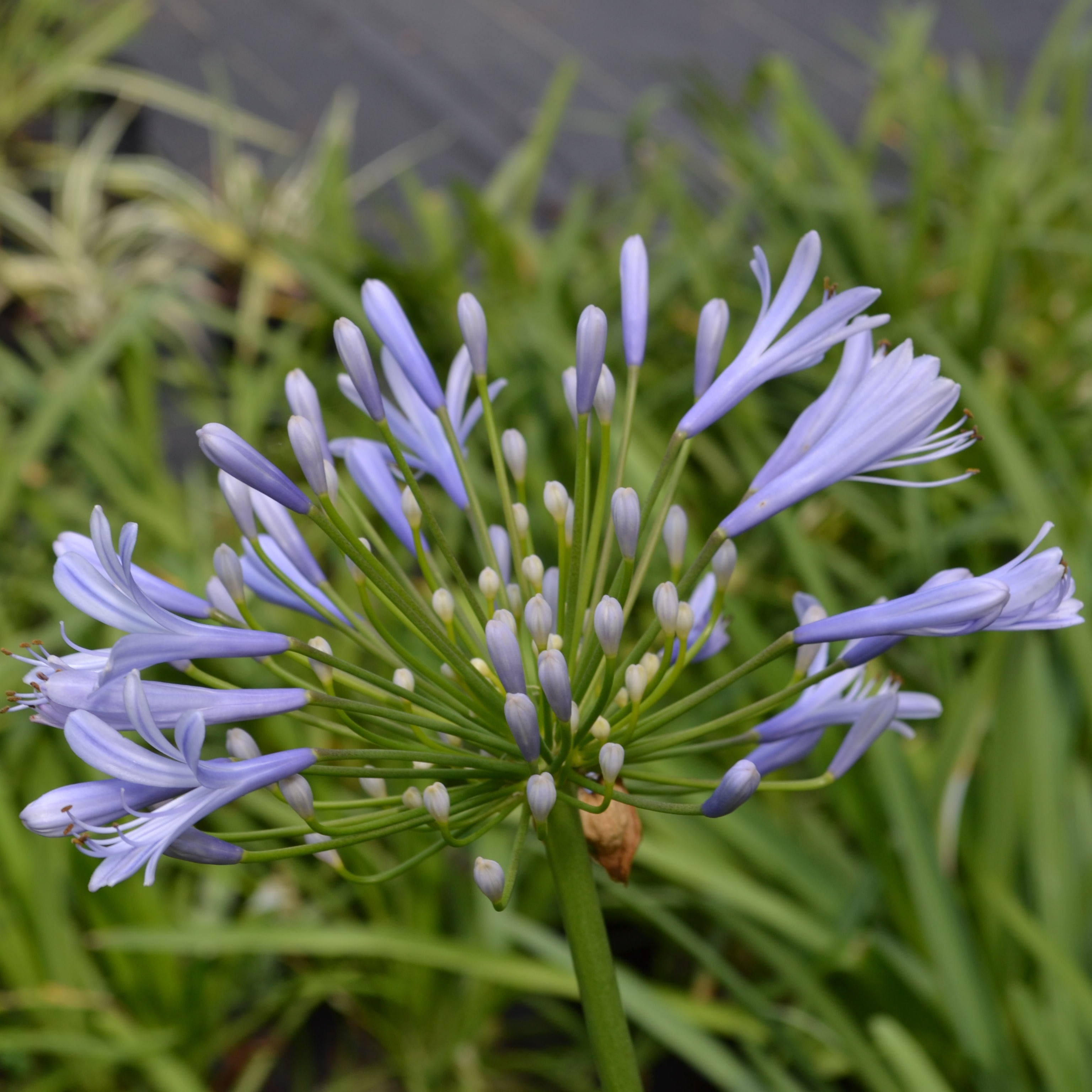 lily of the nile flower Agapanthus Lily of the Nile – Panhandle Palm & Rock