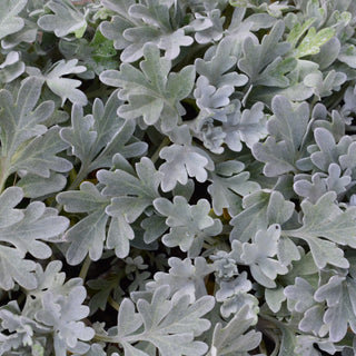 Sea Salt Artemisia