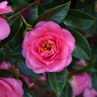 Shi Shi Camellia