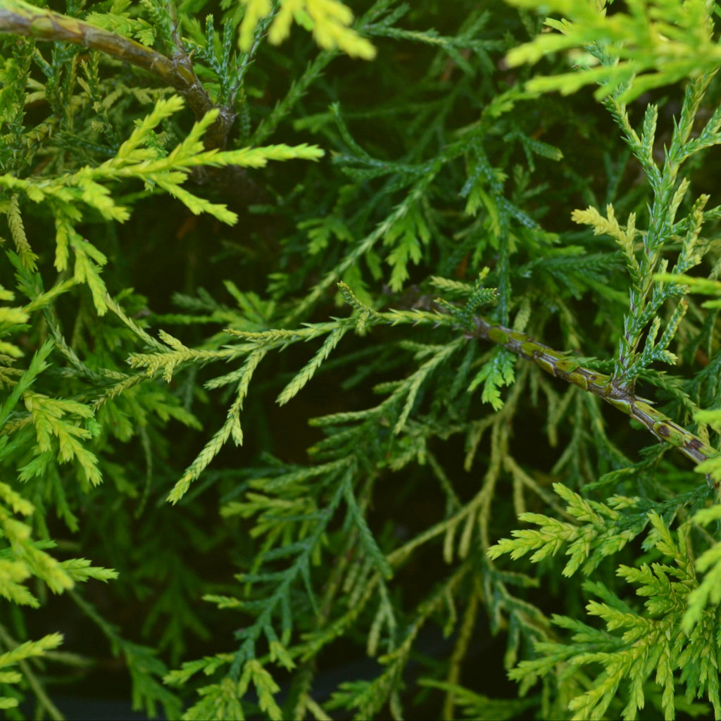 Chamaecyparis Paul's Gold® – Panhandle Palm & Rock