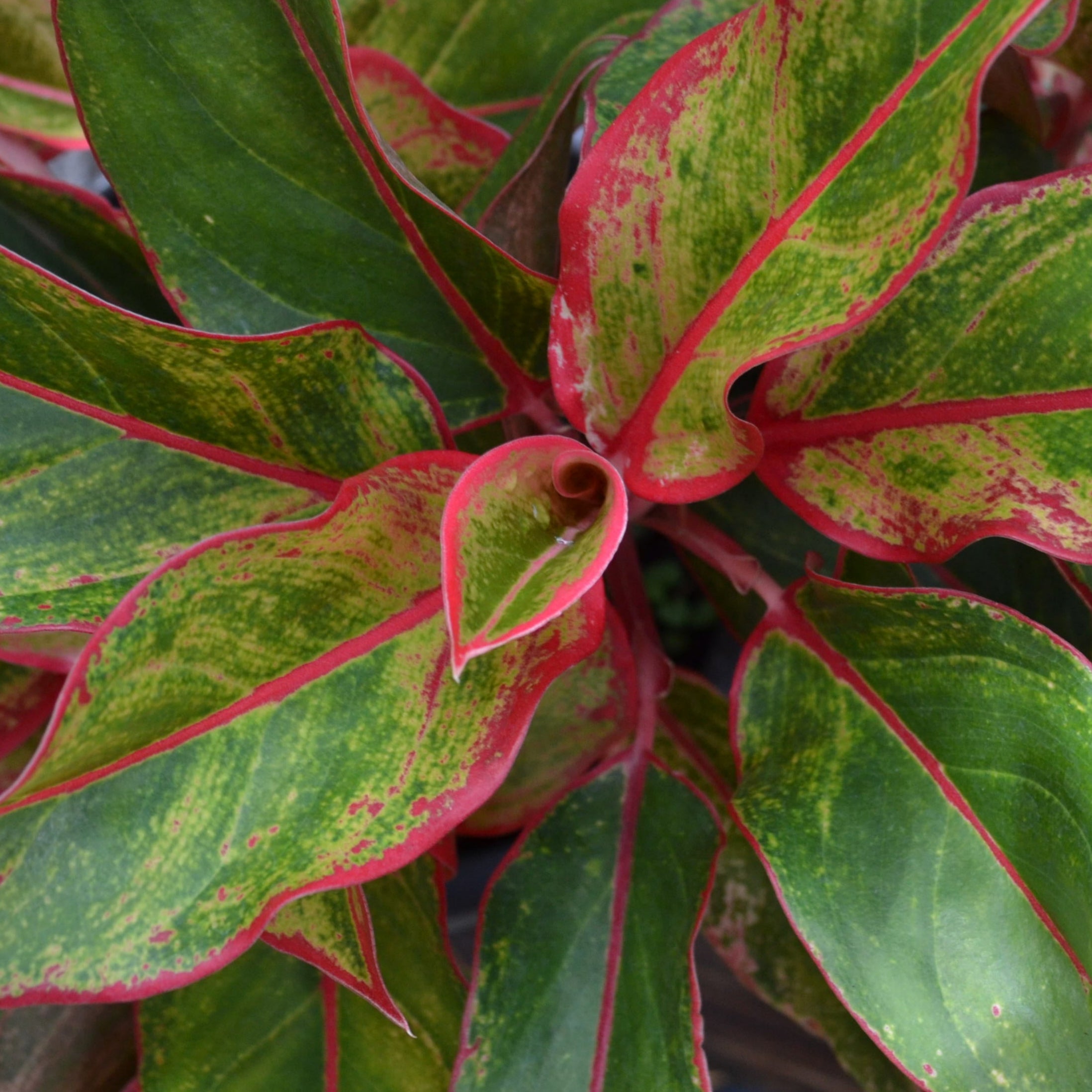 aurora aglaonema Aurora Aglaonema – Panhandle Palm & Rock