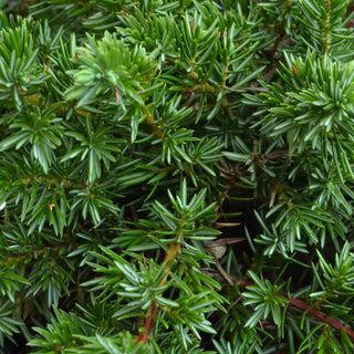 Blue Pacific Juniper