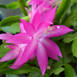 Thanksgiving Cactus