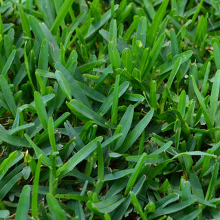 St. Augustine Sod