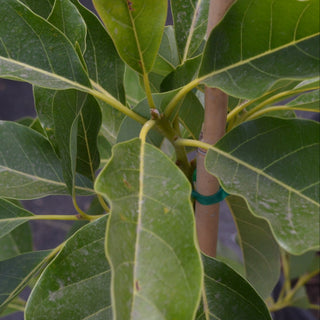 Brogden Avocado Tree