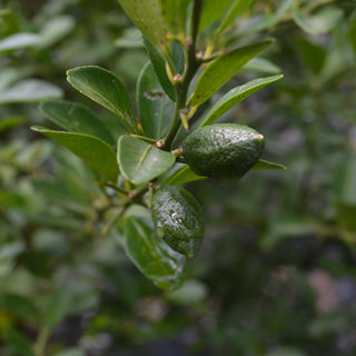 Lime Finger Giant Tree