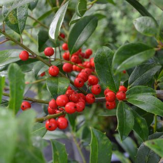 Eagleston Holly