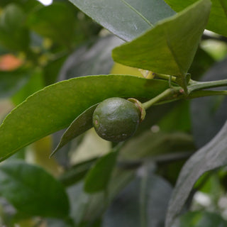 Red Grapefruit Tree