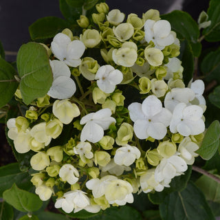 Chinese Snowball Viburnum