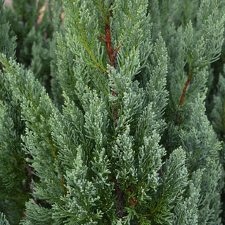 Blue Point Juniper