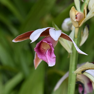 Nun's Orchid