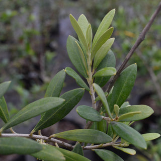 Olive Arbequina
