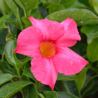 Dipladenia Sundenia Coral Pink