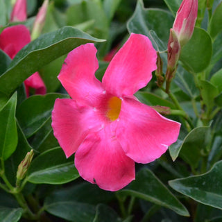 Mandevilla Double Pink