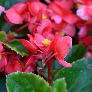 Viking Explorer Begonia