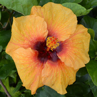 Cajun Hibiscus - Painted Sky