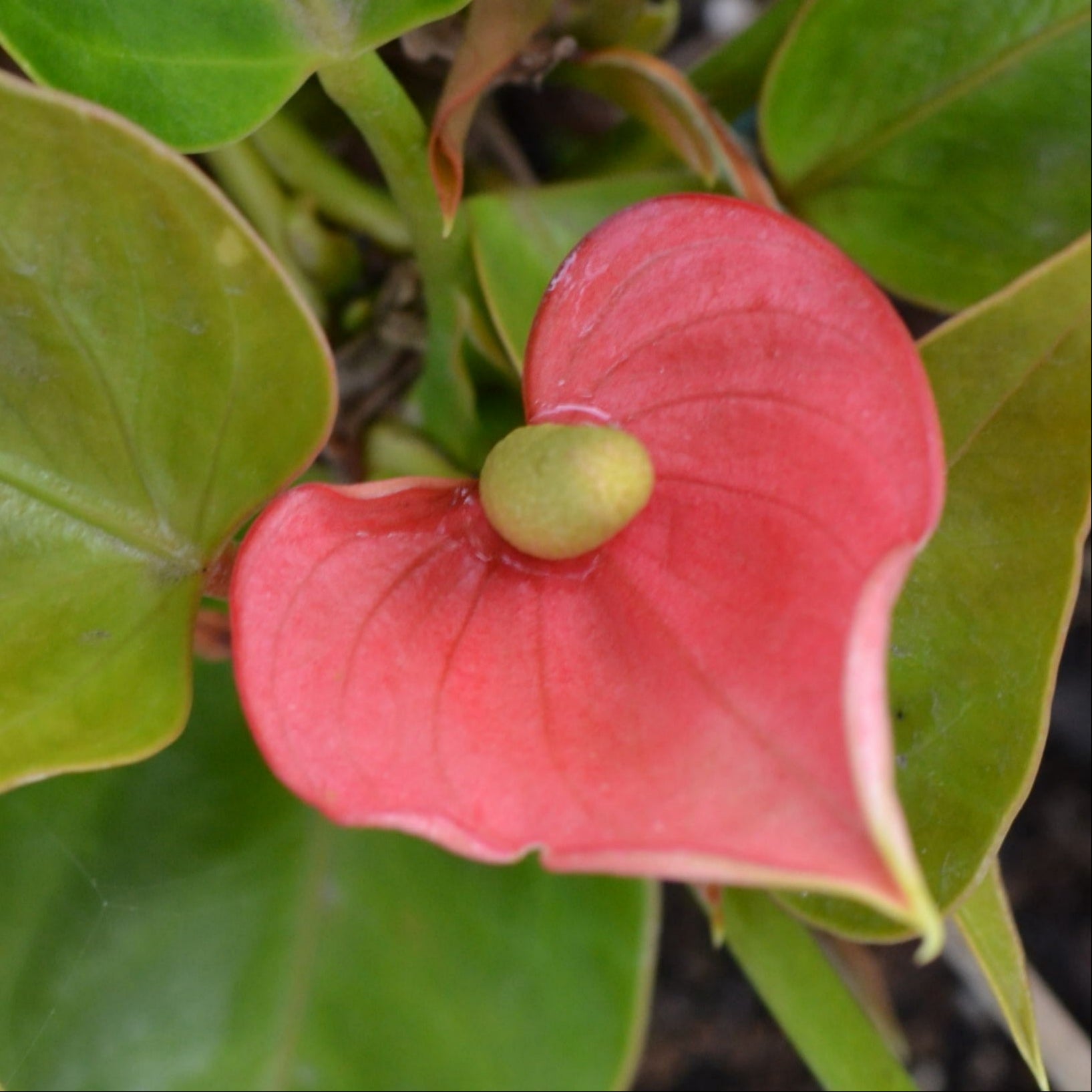 anthurium small talk pink Small Talk Pink Anthurium