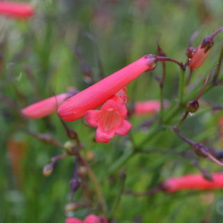 Red Firecracker Fern