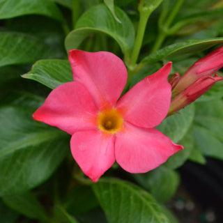 Mandevilla Fired Up Coral