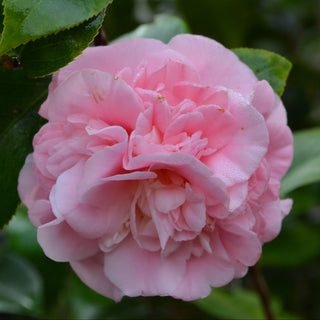 Debutante Camellia