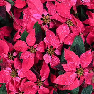 Sparkling Rouge Poinsettia