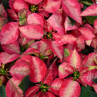 Ice Crystal Poinsettia