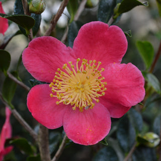 Yuletide Camellia