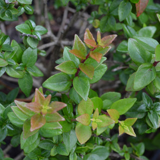 Rose Creek Abelia