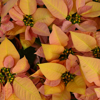 Viking Cinnamon Poinsettia