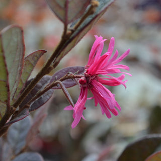 Ruby Loropetalum
