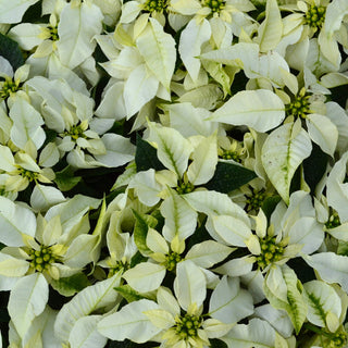 Pure White Princettia