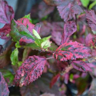 Variegated Red Hibiscus
