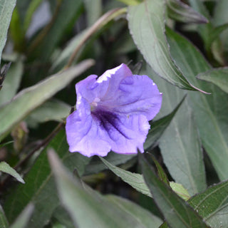 Mexican Petunia 'Purple Showers'