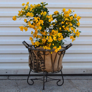Iron Basket Planter