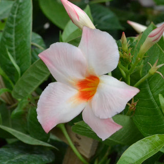 Mandevilla Giant Peach Sunrise Trellis